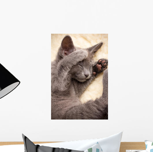 Kitten
