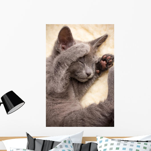 Kitten