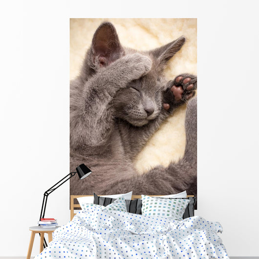 Kitten