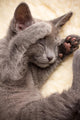 Kitten