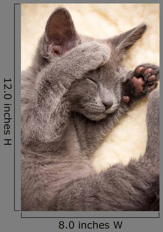 Kitten
