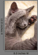Kitten