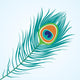 Vector Peacock Feather Wall Decal
