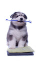 Healthy Husky Puppy Wall Decal