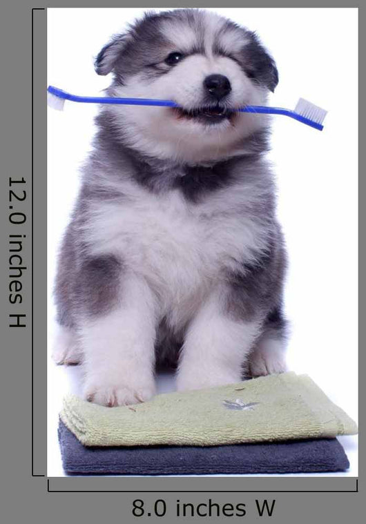 Healthy Husky Puppy Wall Decal