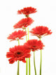 Red Gerberas Wall Decal