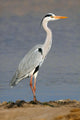 Grey Heron Ardea Cinerea Wall Mural