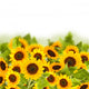 bight sunflower field Wall Mural