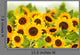bight sunflower field Wall Mural