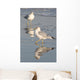 Gull Reflections Wall Mural