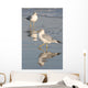 Gull Reflections Wall Mural
