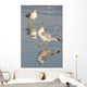 Gull Reflections Wall Mural