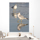 Gull Reflections Wall Mural