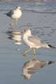 Gull Reflections Wall Mural