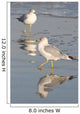 Gull Reflections Wall Mural