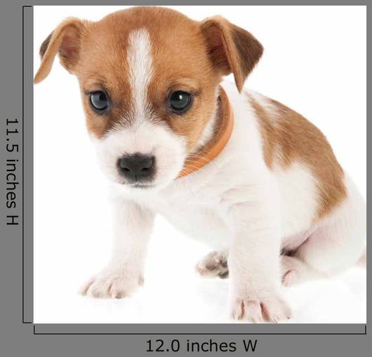 Six Weeks Old Jack