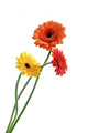 orange and yellow gerbera Wall Decal