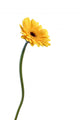 yellow gerbera Wall Decal