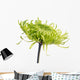 green shamrock chrysanthemum Wall Decal