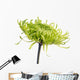 green shamrock chrysanthemum Wall Decal