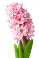 Pink Hyacinth Wall Decal