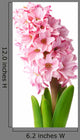 Pink Hyacinth Wall Decal