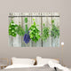 herbs Wall Mural