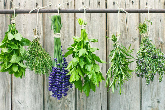herbs Wall Mural