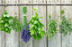herbs Wall Mural