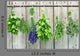herbs Wall Mural