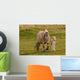 Breed Foal Fjord to Wall Mural