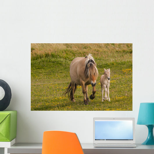 Breed Foal Fjord to Wall Mural