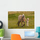 Breed Foal Fjord to Wall Mural