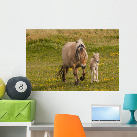 Breed Foal Fjord to Wall Mural