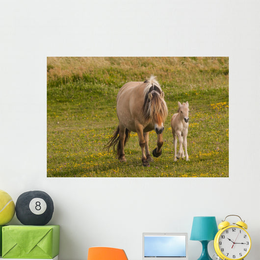Breed Foal Fjord to Wall Mural