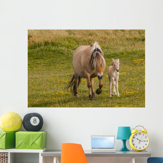 Breed Foal Fjord to Wall Mural