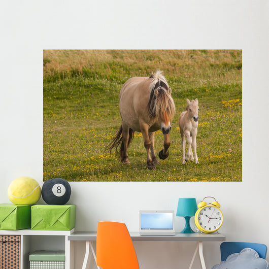 Breed Foal Fjord to Wall Mural