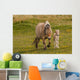 Breed Foal Fjord to Wall Mural