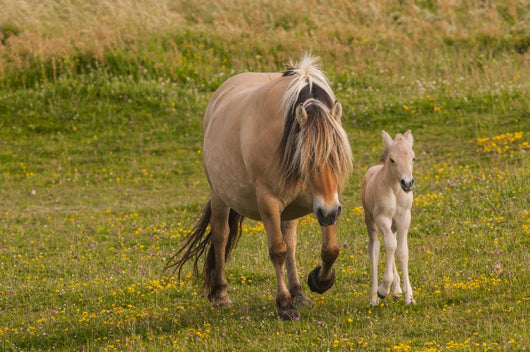 Breed Foal Fjord to Wall Mural