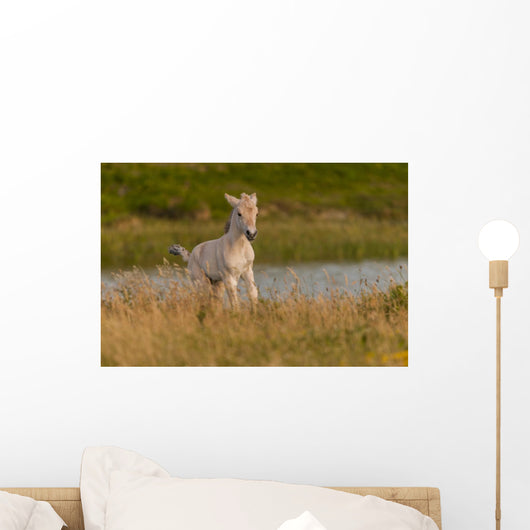 Poulain Race Fjord Au Wall Mural