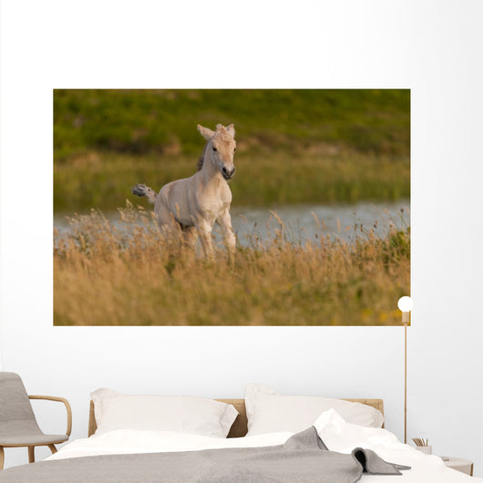Poulain Race Fjord Au Wall Mural