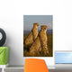 African cheetahs Wall Mural