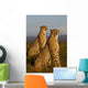 African cheetahs Wall Mural