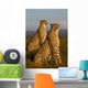 African cheetahs Wall Mural