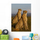African cheetahs Wall Mural