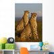 African cheetahs Wall Mural