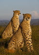 African cheetahs Wall Mural