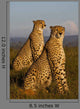 African cheetahs Wall Mural