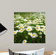 Field with White Daisies