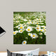 Field with White Daisies